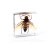 Import Lycorma delicatula Acrylic animal insect Specimens for Early Education for kids teaching toys specimen plastic blocks from China