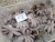Import Madagascar whole quick frozen octopus vulgaris for export from Brazil