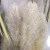 Import Manufacturer wholesale big size natural dried pampas artificial dried flowers for wedding decoration from China
