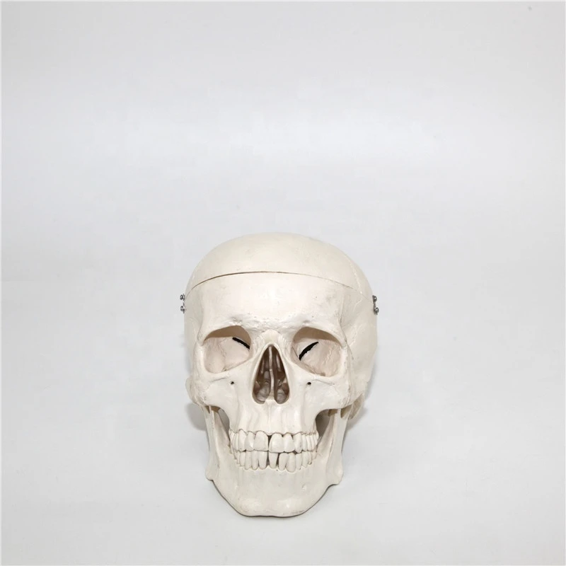 Medical anatomical life size plastic human skull model