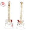 Medical science life size human spine anatomical model