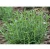 Import Natural  tea and spice Wholesale dried pure green Rosemary leaves from China
