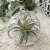Import NEW 10cm round hanging glass air plant terrariums  decoration wedding from China