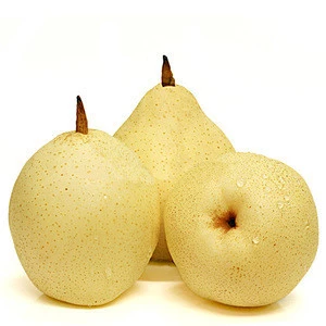 new crop Fresh Ya Pear stock available..