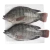 Import New Season Frozen Whole Round live Tilapia Fish Price from China