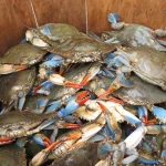 New Stock Frozen Blue Crabs