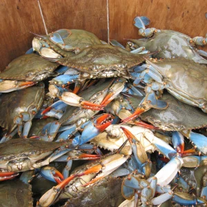 New Stock Frozen Blue Crabs