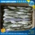 Import New stock higher quality fresh seafood frozen sardine for bait for sale from China
