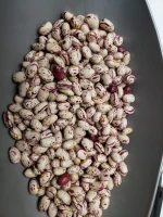 Pinto Or Mottled Beans Kidney Cranberry Beans from Canada with 2 Years Shelf Life (WhatsApp: +6581317198)