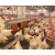 Import Poultry farm  egg collection nest chicken poultry farm equipment from China