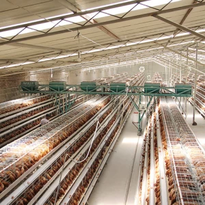 Poultry House A Type Layer Chicken Cages For 10000 Birds