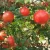 Import Premium Quality Pomegranate Fruits for Thailand Malaysia Singapore Vietnam Fresh COMMON from India