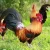 Import Probiotic medicine for poultry chickens from India