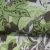 Import Professional 100% Cotton Textile Voile Fabric With Woven For Garment from China