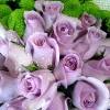 Purple color high quality fresh cut rose flower for wholesale roses dubai fresh flower importers