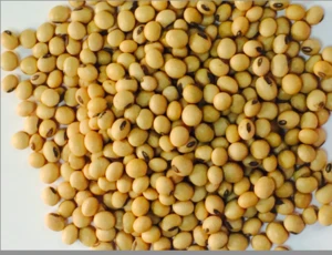 Quality NON-GMO / Organic Soybean / Soya bean / Soybeans