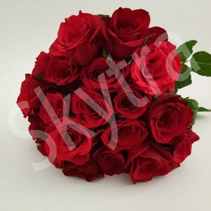 Red Rose Flowers