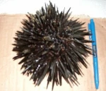 sea urchin