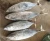 Import skipjack tuna export fresh fish trading companies from China