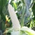 Import Top Grade Sweet White Waxy Corn Maize Seeds For planting from China