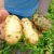 Import Vegetable Fresh Potato Price Chinese High Quality from China