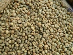 VIETNAM ROBUSTA COFFEE WET POLISHED HIGH QUALITY / GREEN COFFEE BEAN / ORGANICE COFFEE BEANS ( WHATSAPP: 0084 164 9078 009 )