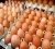 Import White and Brown Chicken Eggs/Fresh Table Eggs For Sale from Netherlands