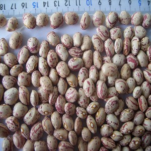 Wholesale high quality light speckled kidney beans different types of pulses