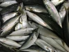 Wholesale IQF Frozen Mackerel Fish Prices