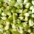 Import Mung Beans For Sprouting Green Mung Beans from China