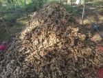 Sri Lankan Fresh Ginger