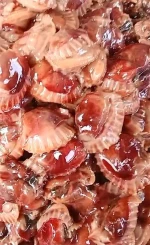 Frozen Blood Clam