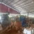 Import Banana fiber extraction machine, pineapple leaf fiber extractor, coconut shell sisal fiber extraction machine from China