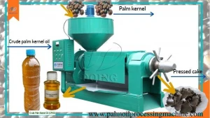 Advanced Palm Kernel Oil Expeller Machines on Sale