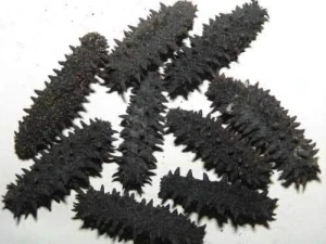 SEA CUCUMBER DRIED and FROZEN