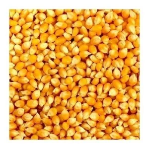 Yellow & White Maize Corn At Very Reasonable Prices