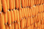 Maize