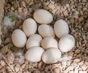 Fresh fertile parrot eggs