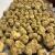 Import Fresh White Truffles Mushrooms Truffles for Wholesale from China