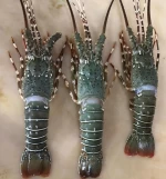 LIVE  SPINY LOBSTER Freezing Rock Lobster for wholesale