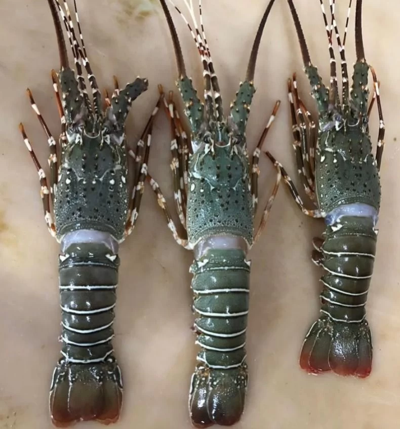 Buy Live Spiny Lobster Freezing Rock Lobster For Wholesale from aubac