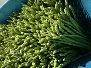 Asparagus (Naw Mai Falang)