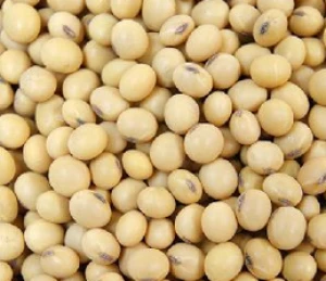 NON- GMO ORGANIC Soybean