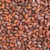 West African Roasted Cocoa Beans From Cameroon