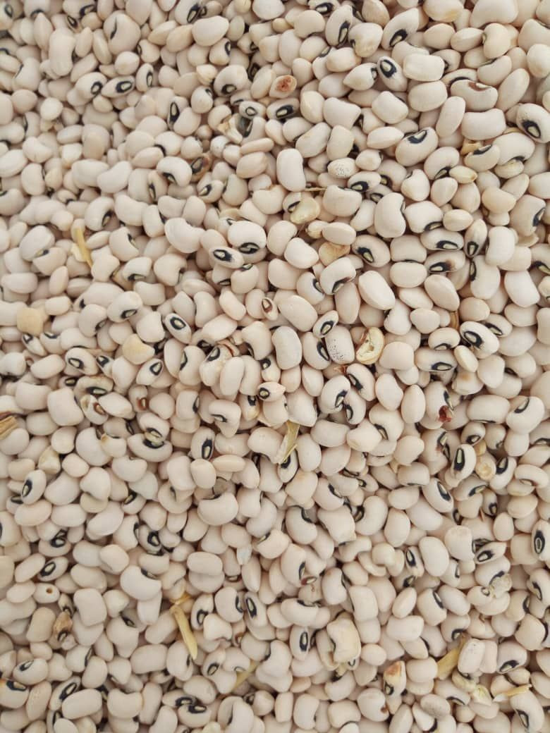 Buy Nongmo Soybeans from MOTOFA RESOURCES LIMITED, Nigeria