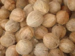 Fresh Mature Coconut