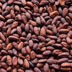 Quality Organic Cocoa Beans