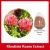 Import Rhodiola Rosea Extract, Salidroside, Rhodioloside, Rosavin from China