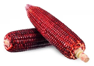 Red Corn for Tortillas, Flour & Snacks – Non-GMO & Nutrient Rich