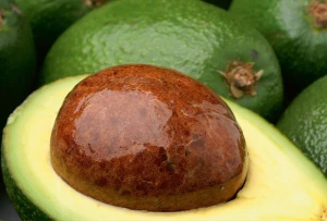 Tropical Avocado